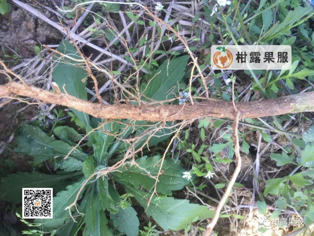 开春有什么好方法,开春除虫