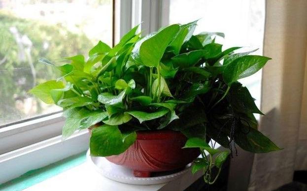 淘米水啤酒养绿萝,绿萝浇了淘米水就烂根了怎样挽救