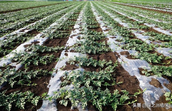 四大妙招提高西瓜种植效益,种植西瓜技巧小视频