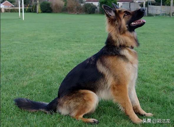 德国牧羊犬繁育训练基地,德国牧羊犬的生活习性有哪些