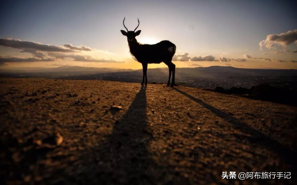京都奈良神户详细攻略,大阪旅游是先去京都还是奈良