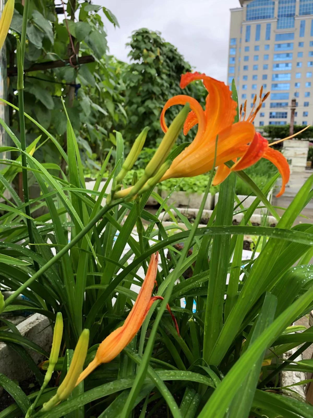 朵朵黄花,葵花朵朵向阳开诗词