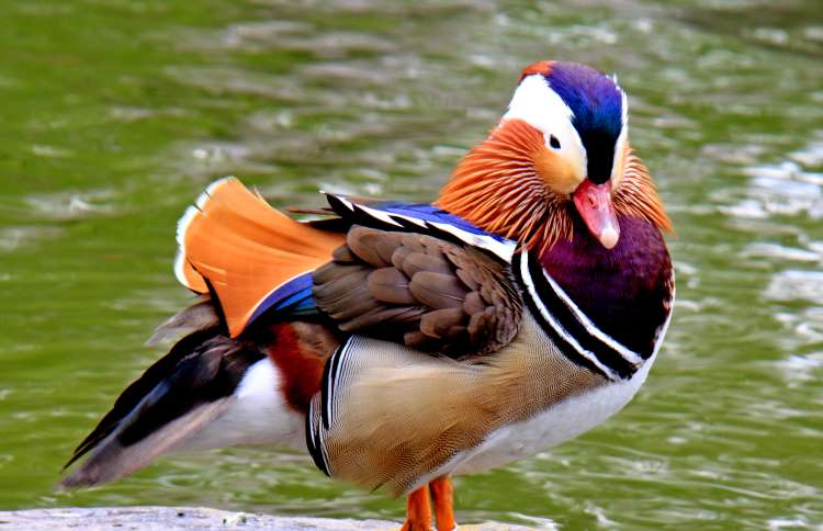 世界上十二种颜色华丽的动物,令人惊艳的17种动物绝对罕见