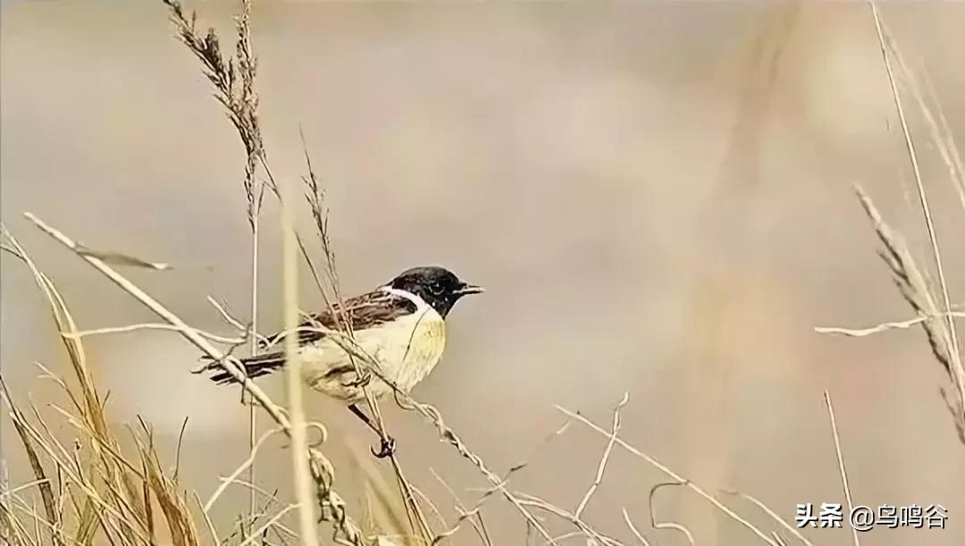 看图识鸟图片及答案,看图识鸟软件哪个好用