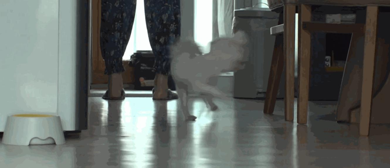 狗狗一直转圈圈还用爪子刨被子,狗狗每天都趴又拉又吐