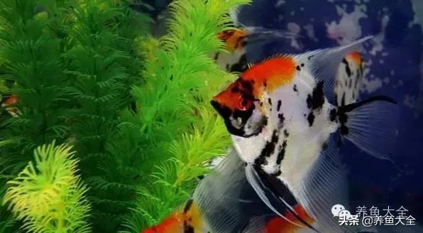 鱼病的诊疗方法,鱼病的治疗方法视频