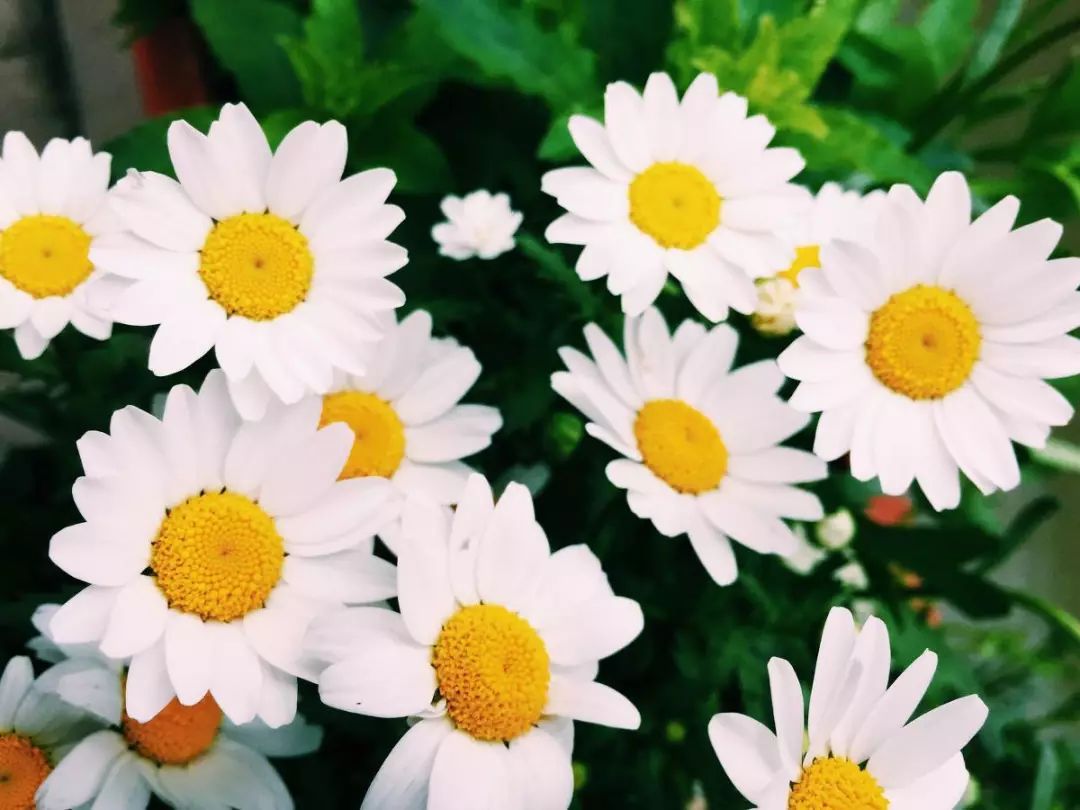 各国国花及花语英文,世界各国的国花资料