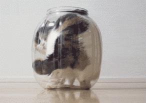 为什么猫有九条命还会摔死,终于知道猫为什么有9条命了