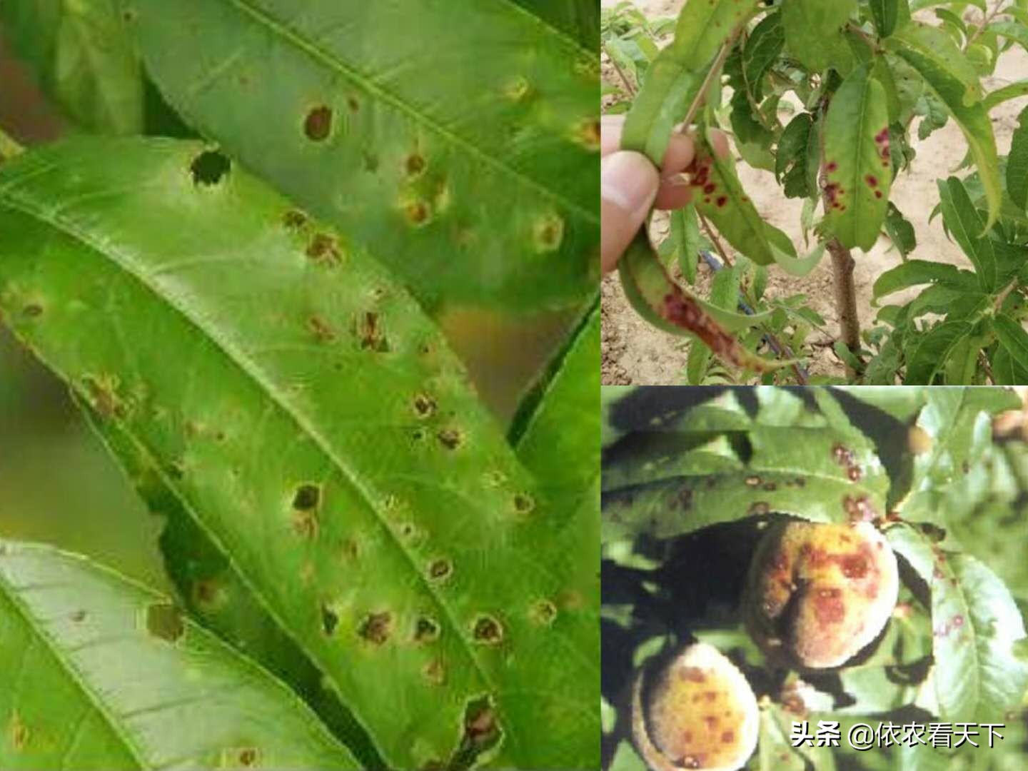 大棚桃穿孔病最佳治疗方法,桃苗穿孔病