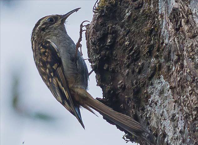 东江揽胜,惠州淡水常见鸟类图谱