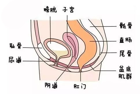 盆底康复操视频教程,生完孩子6年了盆底肌可以修复吗