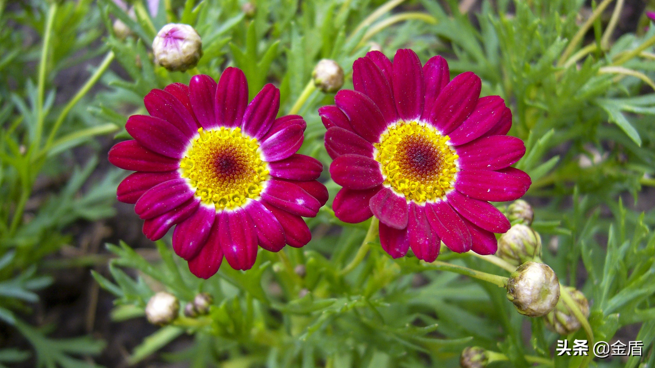 木茼蒿图文,五彩斑斓的观叶植物