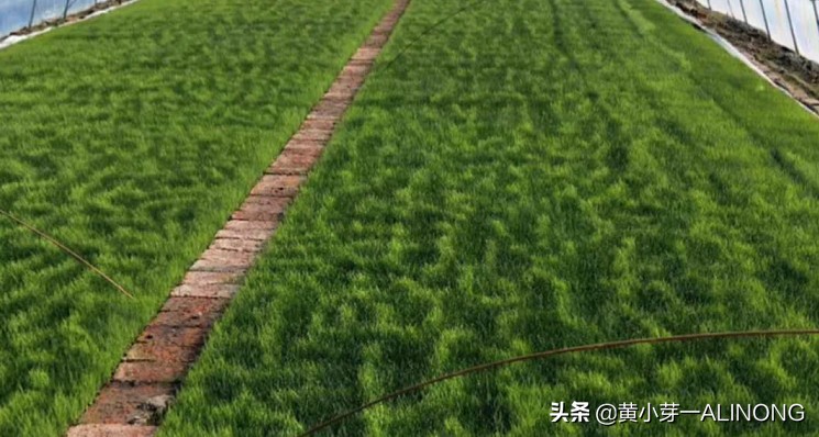 怎么防止水稻霜冻,种植水稻冷害怎么办