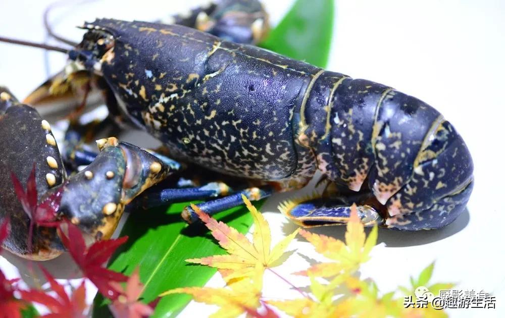 世界上的各种龙虾,世界上最大龙虾