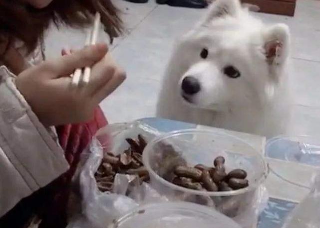 如何培养狗狗和孩子的亲和力,如何训练狗狗与孩子相处