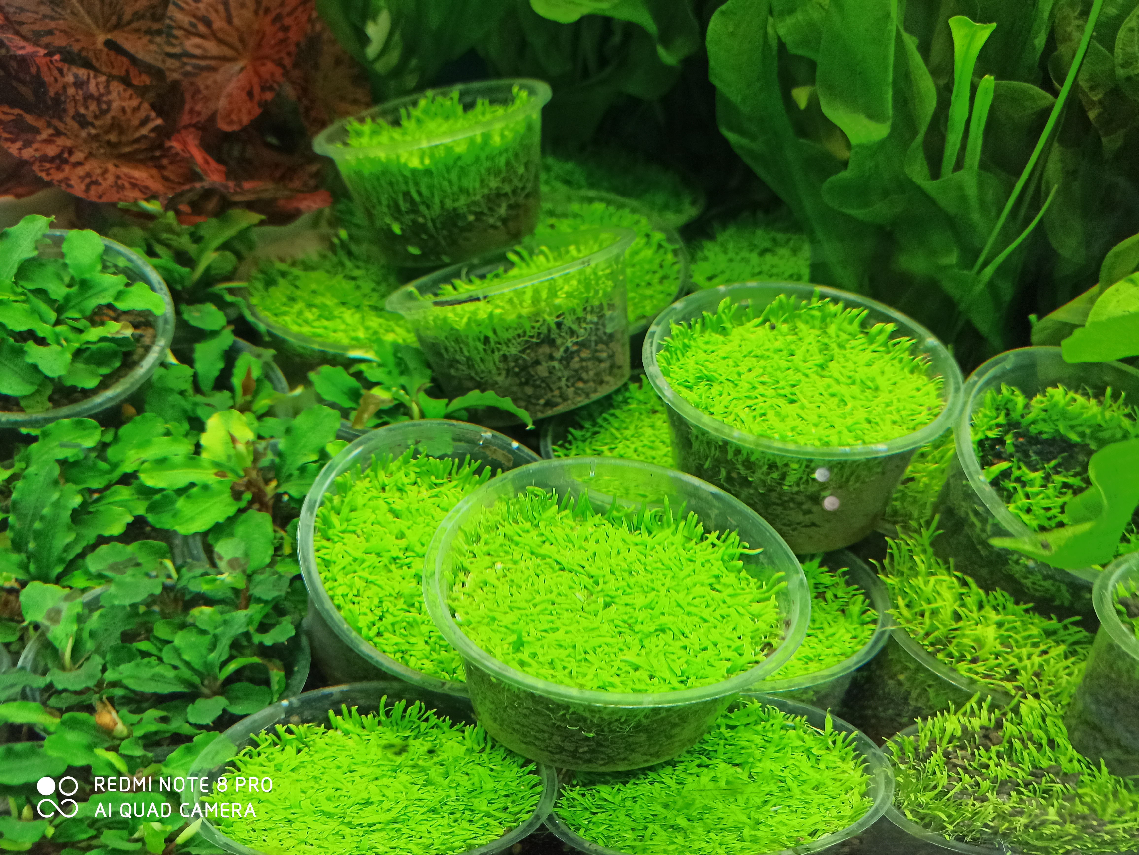 前景最好的水草造景,绿菊花水草水族箱活体造景