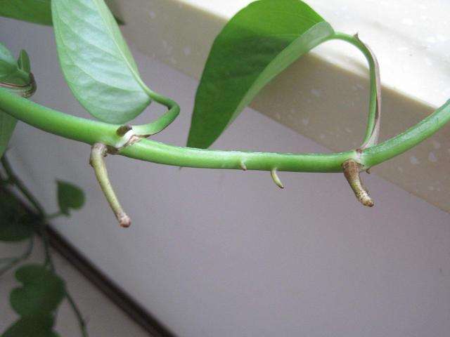 用什么方法能使绿萝快速生根,如何促进绿萝气生根