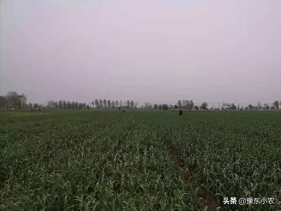 杞县蒜苔4月7号多少钱一斤,蒜苔新价