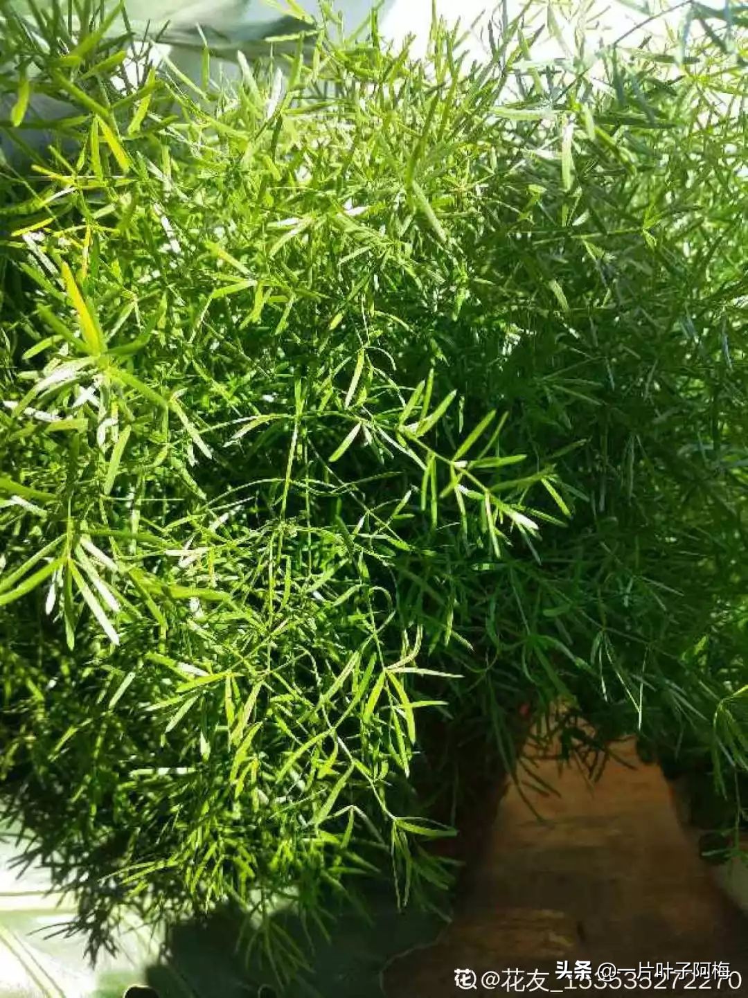 文竹养鱼缸能净化水质吗,文竹盆栽好养吗