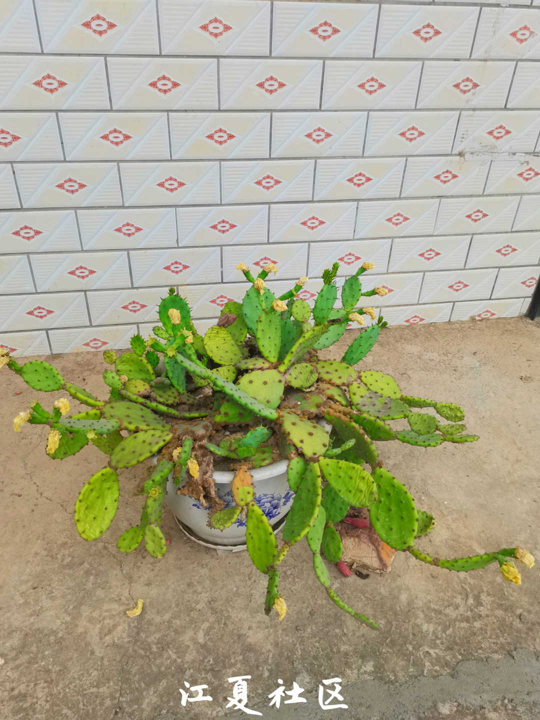 江夏的土地堂未来有发展么,江夏区土地堂由来