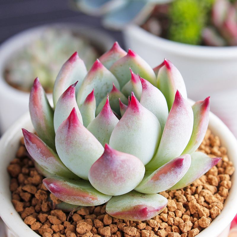 100种室内盆栽花,花卉大全500种盆栽名称