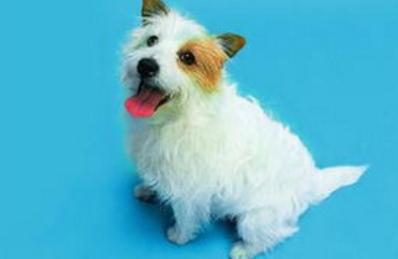 有必要给狗狗刷牙吗,如何给狗狗刷牙只需做好这4步