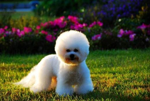 当狗不吃饭的时候怎么办,当狗不吃狗粮了咋办