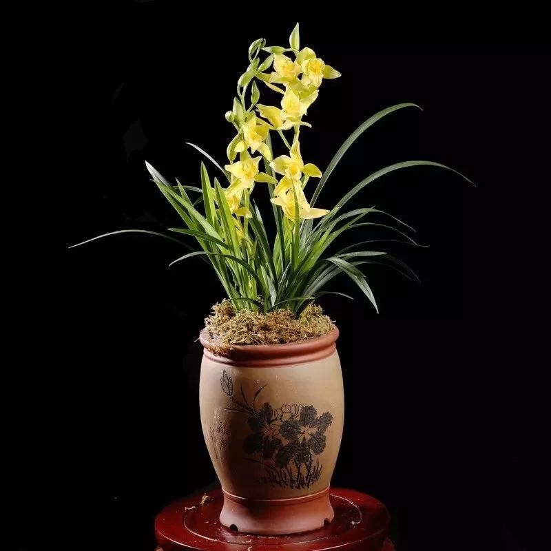 吉祥兰品种大全,六种吉祥兰花