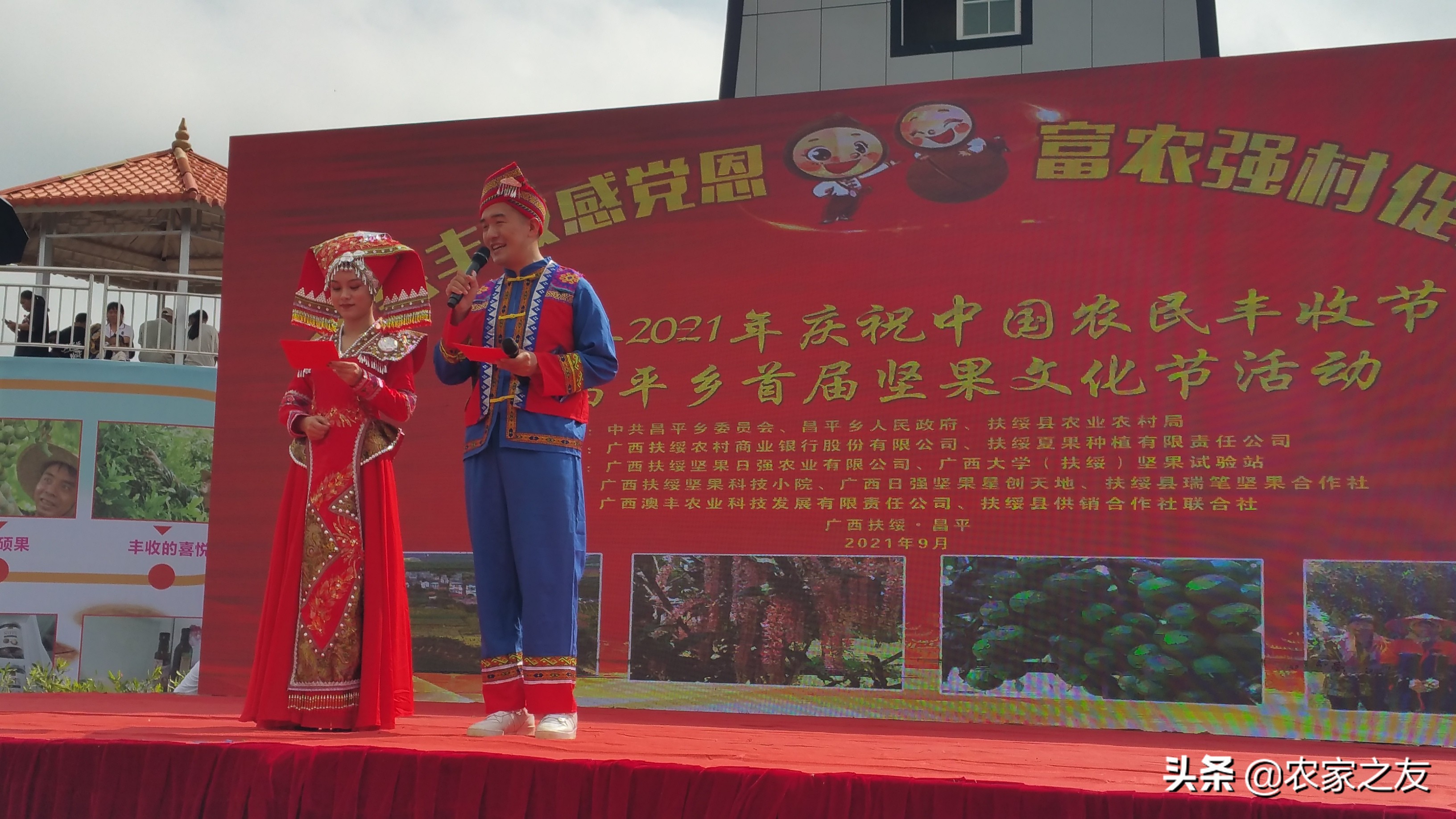 扶绥县昌平坚果苗,扶绥昌平坚果种植基地