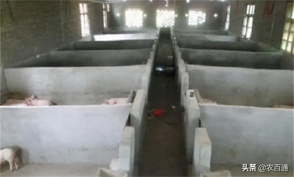 水泡粪的猪舍潮湿吗,猪舍太潮湿用保温灯
