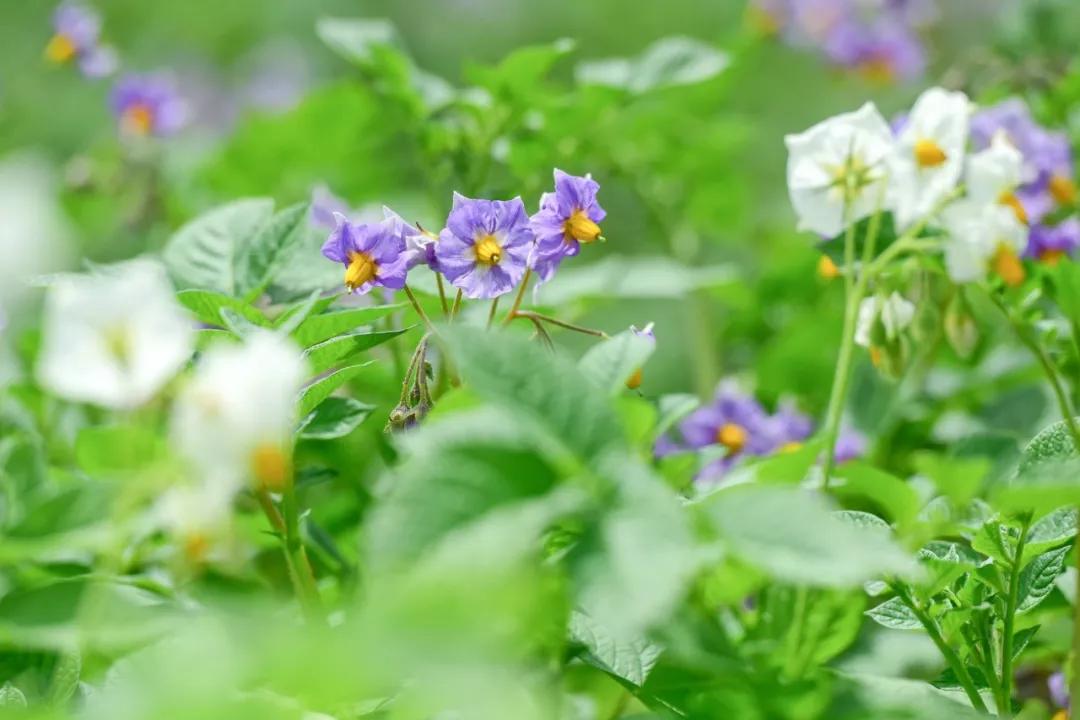 南北相济，中国580多个“菜篮子”是如何炼成的？