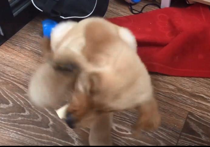 狗狗嚼了一下口香糖没有吞掉,小狗狗吃口香糖