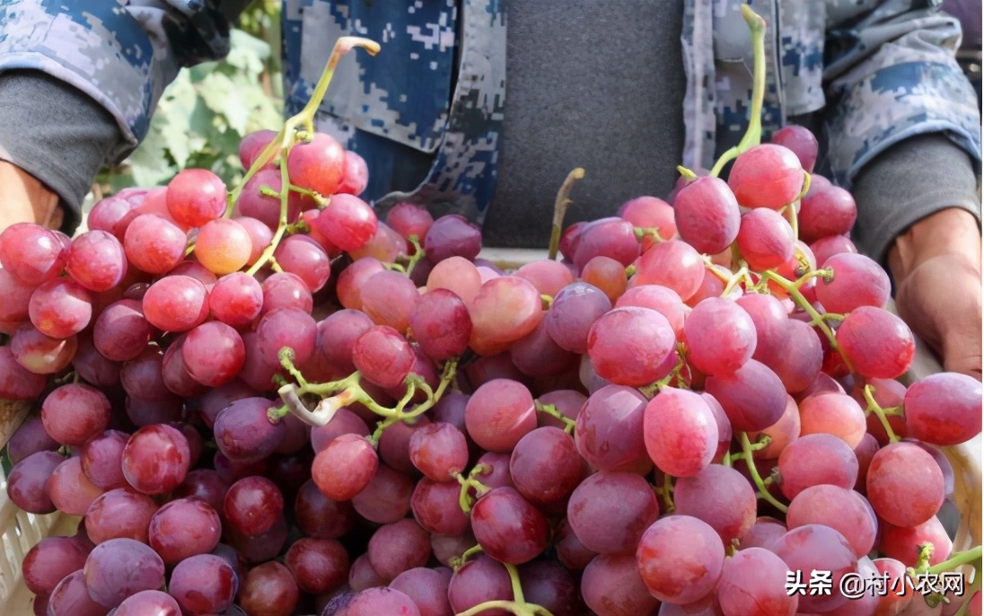 现在农民种啥挣钱种植创业项目,农村养殖种植与三农创业致富项目