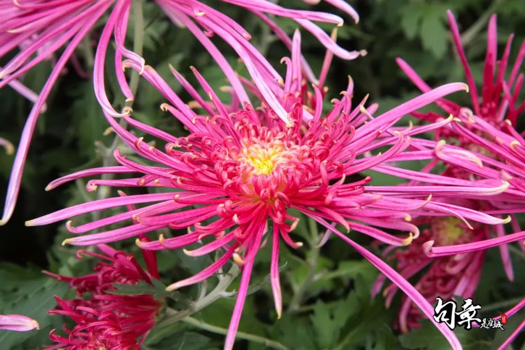 兴化千垛菊花海,广州海心沙菊花海