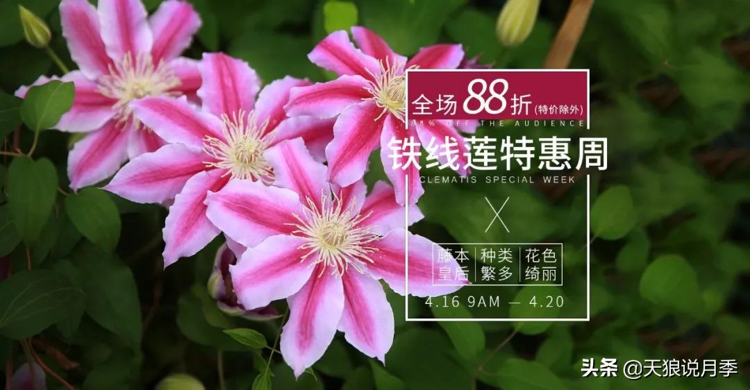 10元3棵铁线莲苗多色,铁线莲苗圃视频