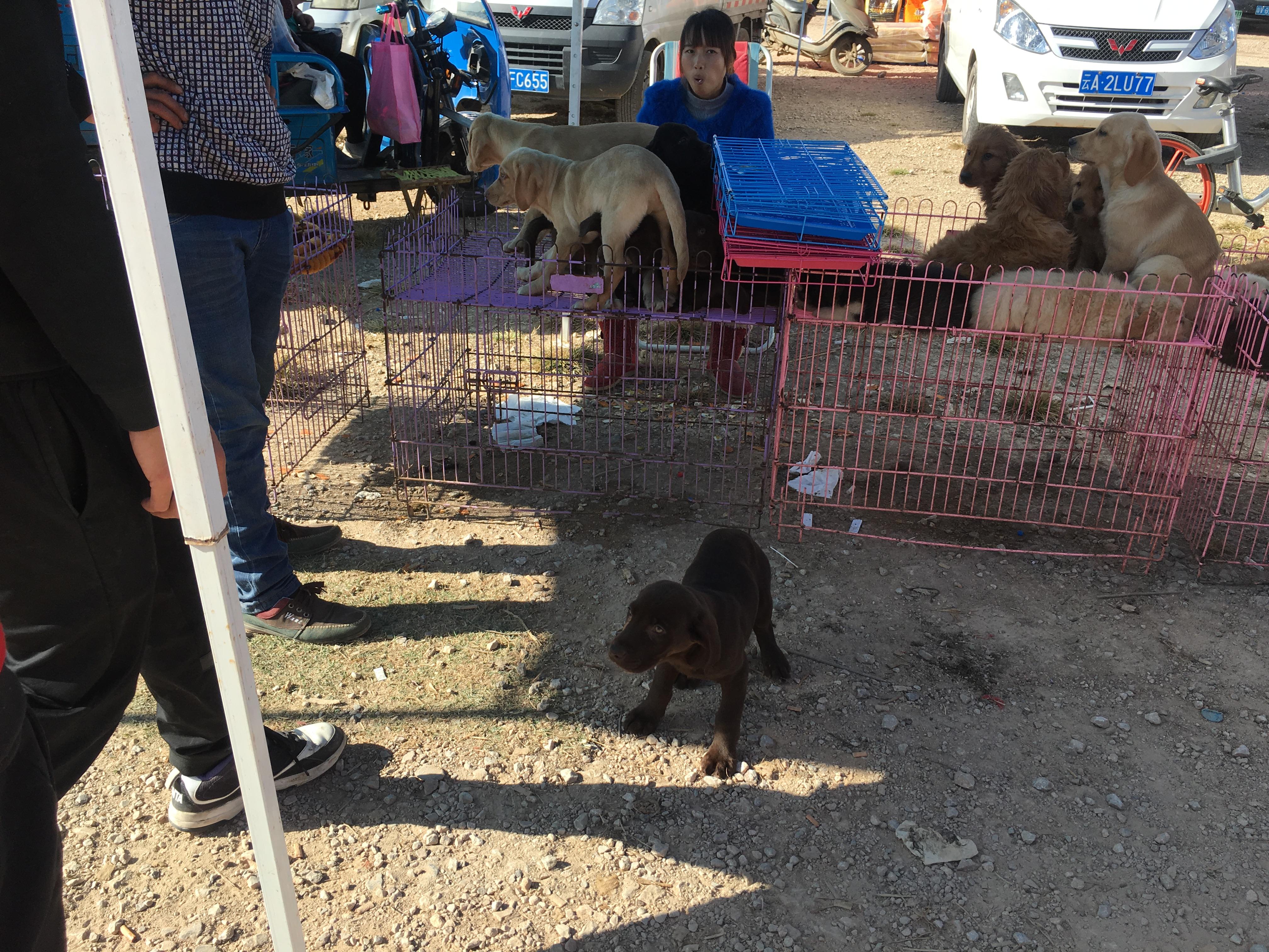 500元买一只拉布拉多,男子花4000买老头的拉布拉多