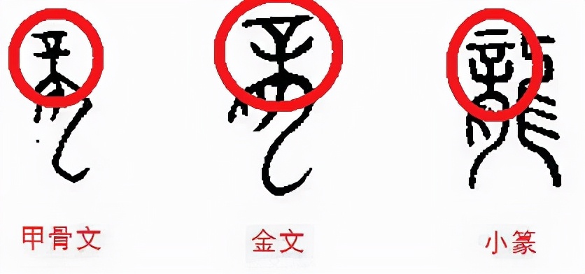 中国龙原型,中国龙的原型是什么