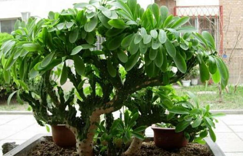 汁液有毒的植物有哪些,盆栽植物汁液有毒