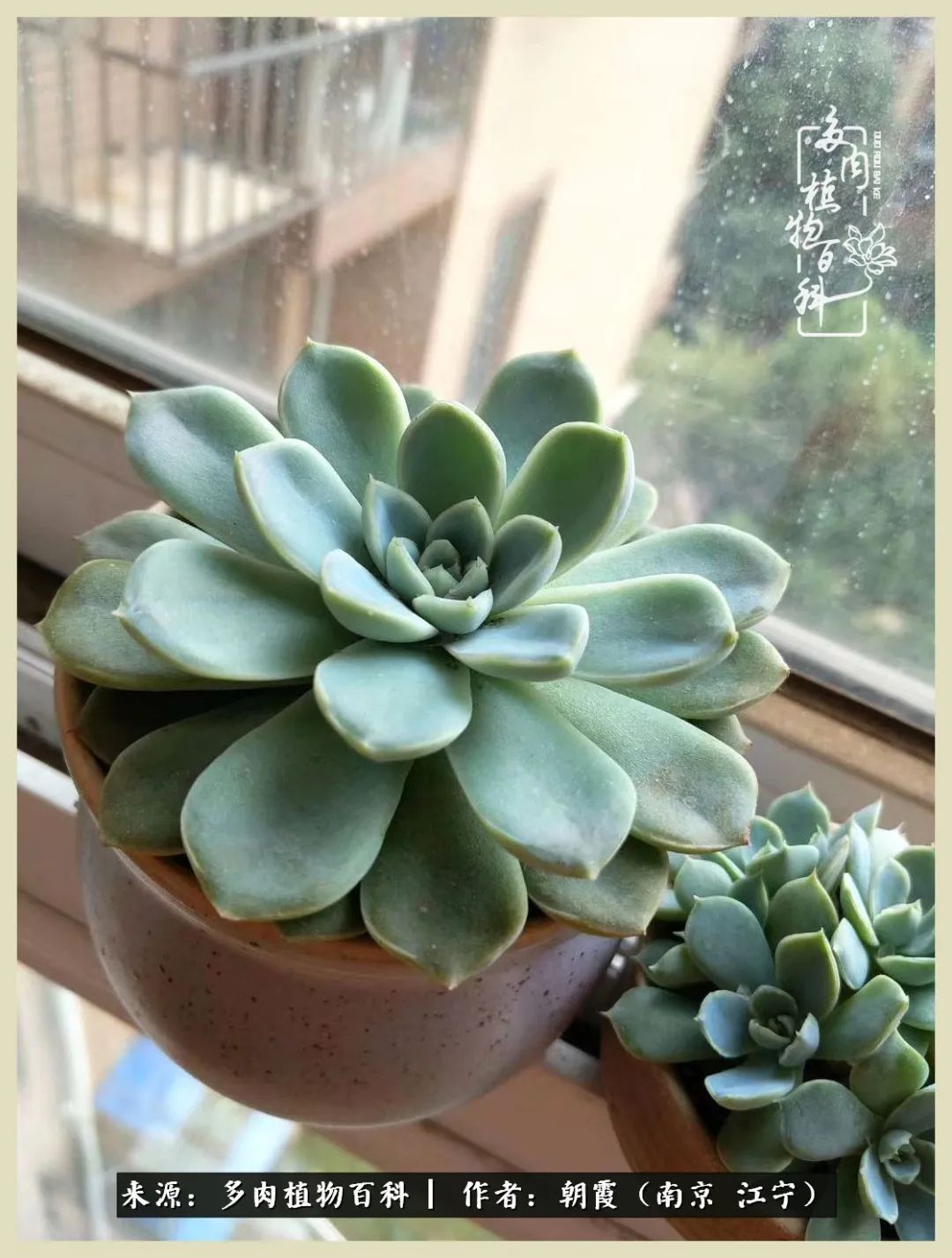 多肉最美的飘枝品种,多肉最美老桩