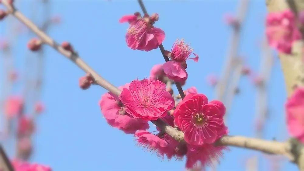 春节旅游贵州自由行最佳去处,贵州春节旅游攻略自由行线路推荐