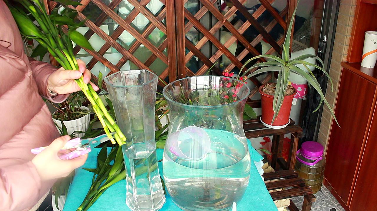 7种招财花春天爆芽,春节养6种招财花