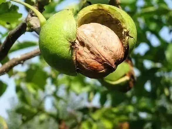 全国各地最全特产,全新疆特产