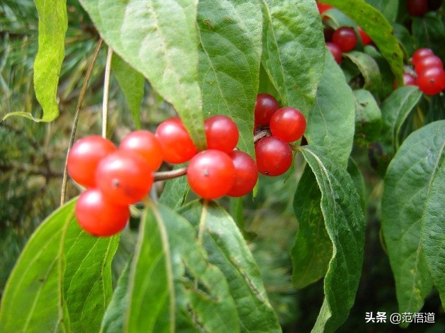 一颗红豆寄相思文案,一颗红豆寄相思动画