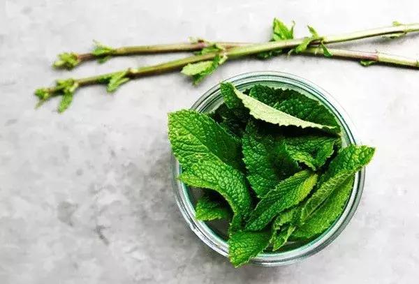 水培绿萝能放桌上吗,桌上水培花草