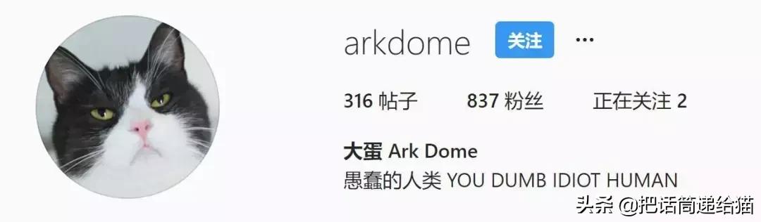 猫故事全集,猫故事小说