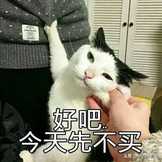 胖橘猫和黑猫,橘猫黑猫白猫哪个最可爱