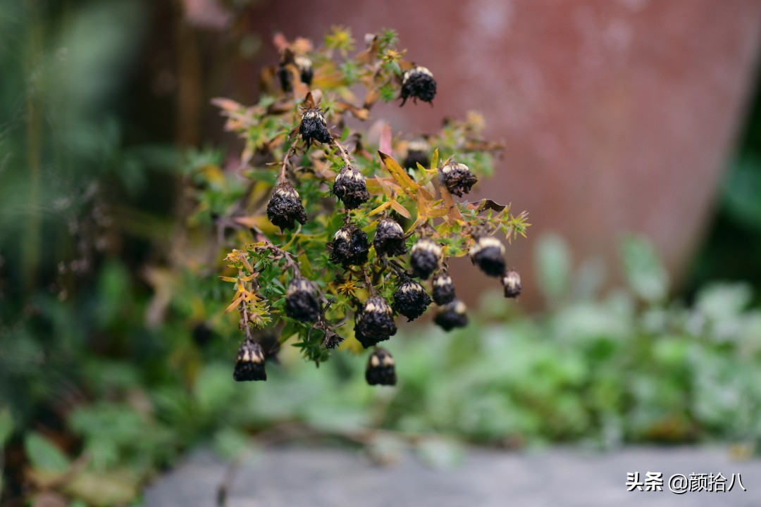 扶不起的绿植,扶不起的绿植视频