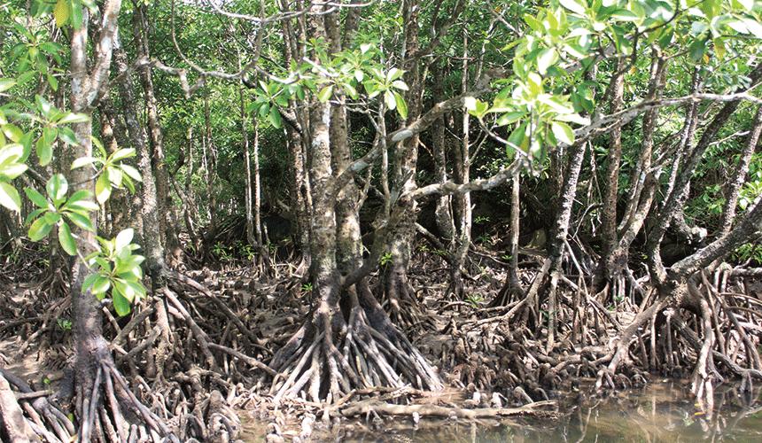 最好的日本冲绳岛旅游攻略,日本西表岛旅游视频