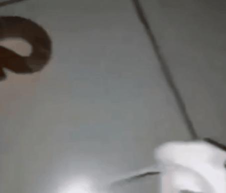 响尾蛇土公蛇谁的毒性更大,土公蛇的毒性多久发作