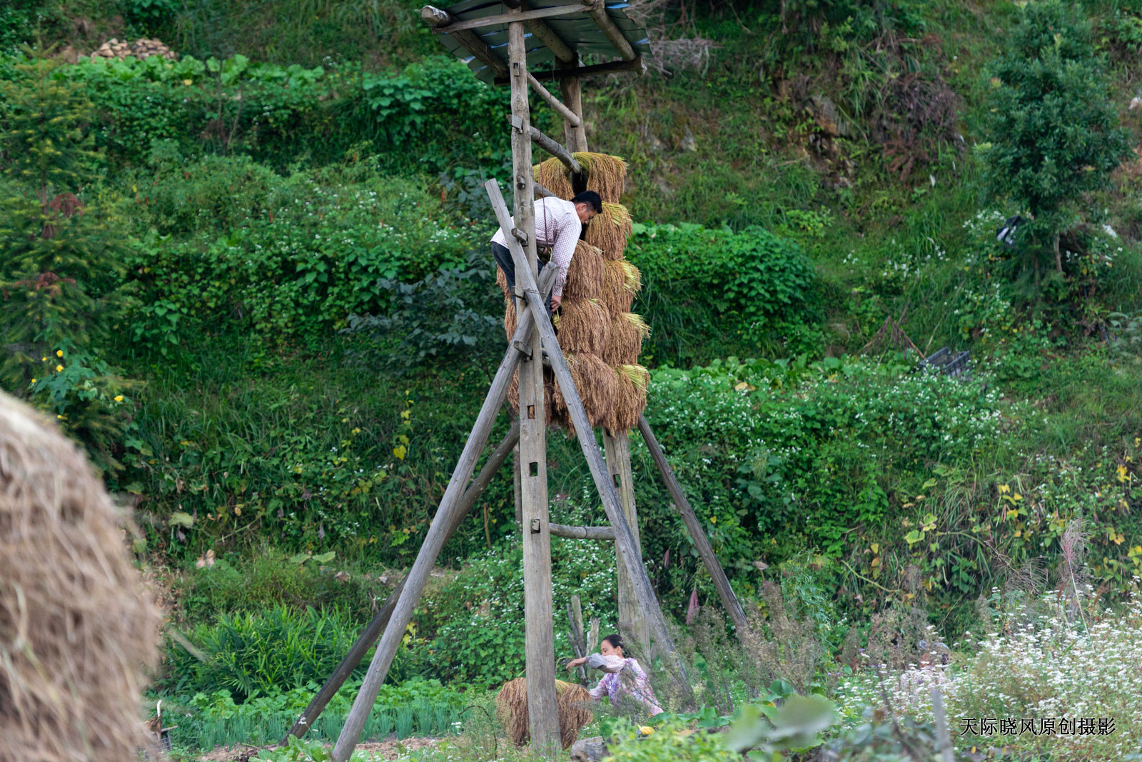 贵州加榜梯田简介,加榜梯田苗族完整版